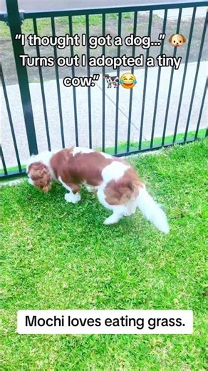 Bought a Cavalier King Charles Spaniel…Received a part-time cow instead 😭🐶🐄 #yt #ytviral #ytshorts