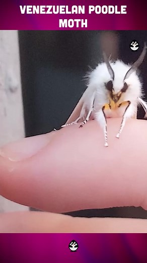Exploring the Mysterious Venezuelan Poodle Moth
