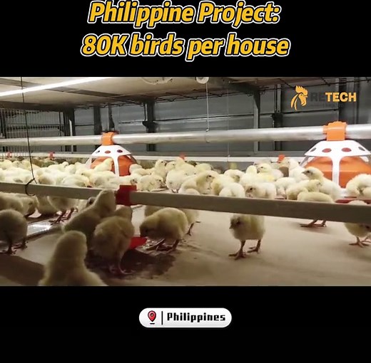 Complete Solution for Broiler Farming in the Philippines
