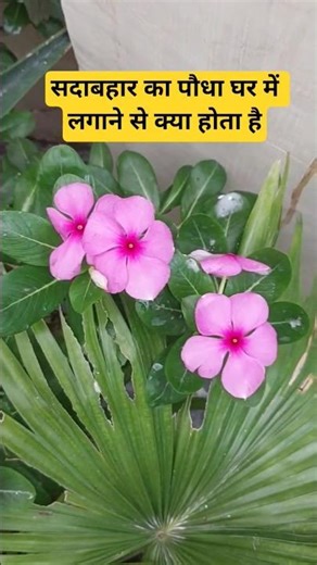 सदाबहार #sadabahar #ayurved #trending #facts #healthtips #viral #healthyfood #ayurveda #ayurvedic