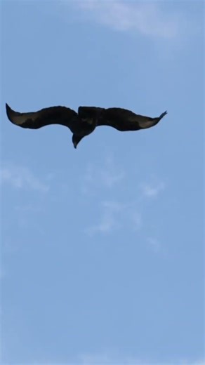 Sparrowhawk vs Eagle. #raptors #birds #wildlife #eagle #nature #canon