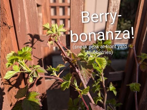 Adding a Boysenberry to the Garden!