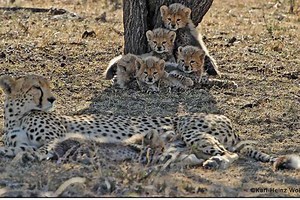 Race to save the cheetah as study reveals extinction threat