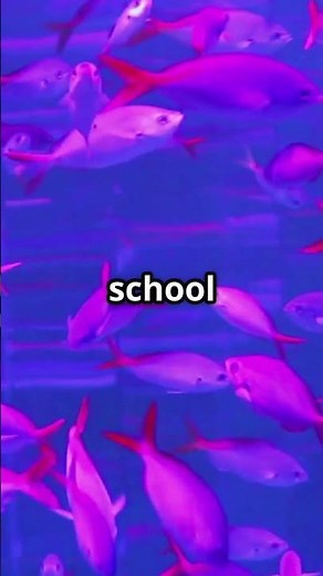 🌸🐠 Meet the Beautiful & Lively Rosy Barb! ✨ #RosyBarb #AquariumFish #fishkeeping