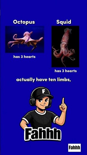 Octopus vs Squid | The Real Difference