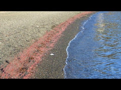 There's an abnormal shrimp outbreak that's making the coast look disgusting