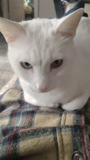 the real pink panther