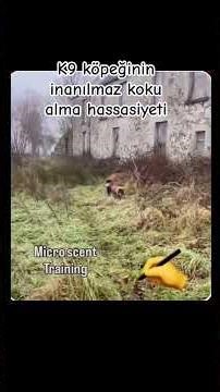K9 köpeğinin inanılmaz koku alma hassasiyeti
