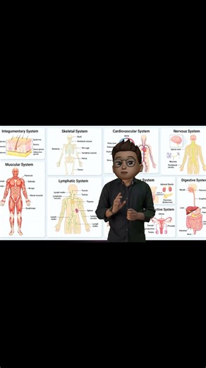 Systemic anatomy definition and systems involved in this system explained completely