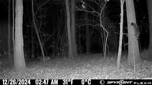 200K views · 860 reactions | What a game of hide and seek looks like in the woods... | SPYPOINT Trail Cameras | Facebook
