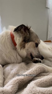 2.9M views · 163 reactions | DM-01™ Daily Multivitamin is vet-formulated to help your dog thrive. Its 12 clinically + scientifically studied ingredients (commonly deficient in the normal dog diet) deliver core nutritional benefits that proactively address long-term health. Invest in your dog's future today. | Dog is Human | Facebook