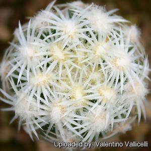 The New Cactus Lexicon Free