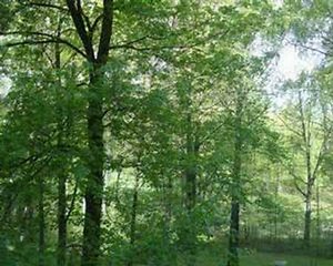 Amazing timelapse of four seasons