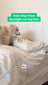 Spring forward (but remember, your dog’s breakfast schedule MUST stay the same) 🌸 | Rover.com