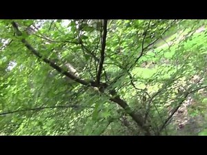 Sortie détection Alsace 16/05/2015