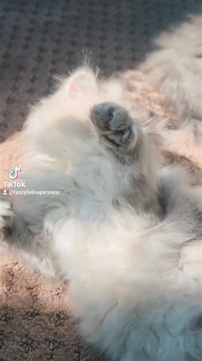 Bluey 🥹 | Fancy Feline Persians