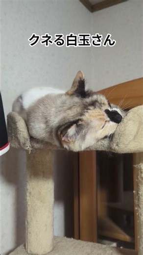 猫は可愛かろ#猫#かわいい #shorts #cat #cute