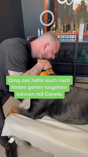 623 reactions · 6 comments | Dog #dog #reelsfb #animal #dogstagram #reels #dogs #animation #doggo #house | Vann Zy | Facebook