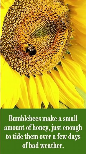 Fun Facts About Bumblebees