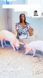 129K views · 2.1K reactions | FUNDING OPPORTUNITY FOR FARMERS #business #businessower #marketingagency #businessgrowth #ContentCreation #MarketingStrategy #farminglife #farmersupport | Eness Mwenda +260 976 088881 | Facebook