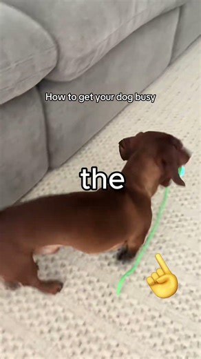 Fix Your Dog’s Bad Behavior in 10 Seconds ⏱️🐶#dogtraining #dogtips #dogbehavior #puppytraining