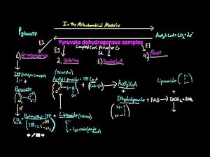 Pyruvate dehydrogenase complex