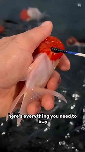 Everything you need to maintain a goldfish tank