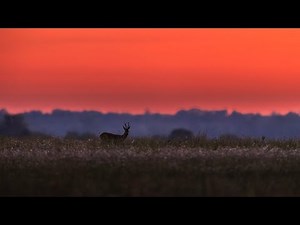 Roe deer rut 2025