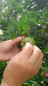 1.6M views · 4.3K reactions | Pest control #starseverywhereシ #viralreels #fbreels #reelsvideo #fbviral #fyp #reel #post #viral | Oumi Yasmine | Facebook