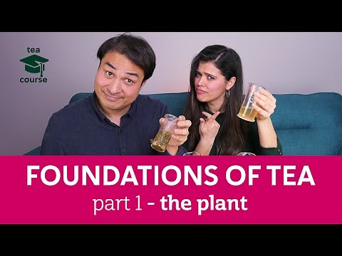Free Tea Course! THE FOUNDATIONS OF TEA - Pt.1: The Plant