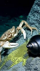 Scaly-Foot Snail - Iron Armor Shell | Sea deep