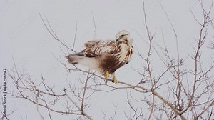 rough-footed buzzard, Buteo lagopus, stands on a tree branch. tree shakes from the strong wind