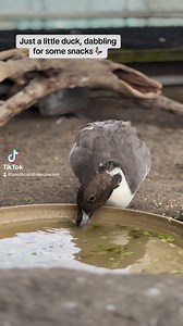 3.1K views · 42 reactions | When ducks eat like this it’s called dabbling, and honestly, that couldn’t be more adorable! #aquarium #southcarolinaaquarium #dabbling #eating #pintailduck #cute | South Carolina Aquarium | Facebook
