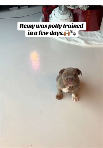 Remy the English Bulldog Mastering Potty Training
