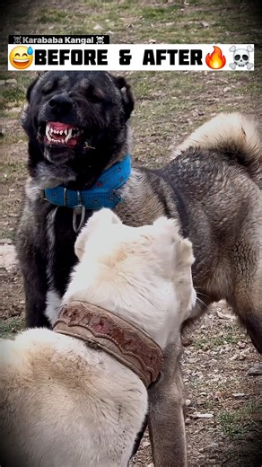 🔥You Won't Believe This Dog Transformation! 😱🐶 #short #fyp #viral #morphtide