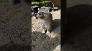 Baby foxes too cute to handle in one video