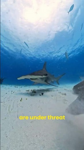 Your old dive footage could help protect sharks 🦈