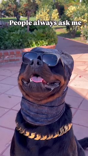 32K views · 3.8K reactions | Viewer discretion HIGHLY advised… unless you can handle a little PAW-sitively cheeky humor!  Don’t say I didn’t warn ya! @rottieboymoose - - - #rottweiler #rottweilerlove #rottweilerworld #rottie #rottweilerofinstagram #rottweileroftheday #funnydog #funnydogvideos #sillydog | RottieBoy Moose | Facebook
