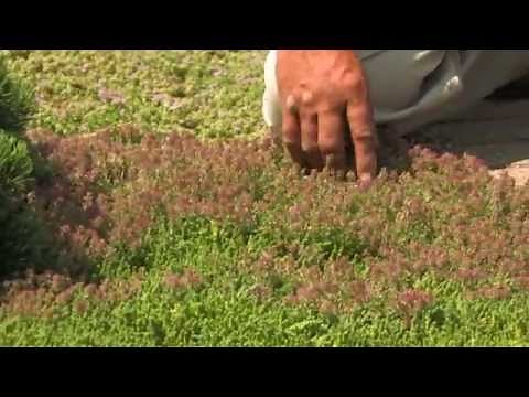 Thyme as a Groundcover