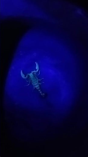 "Scorpions exhibit fluorescence under UV"