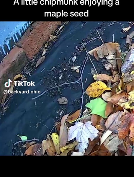 Chipmunk Enjoys Maple Seeds in Backyard Wilderness