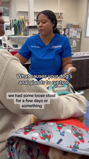 Understanding Dog Anal Gland Issues