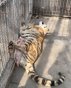 377K views · 10K reactions | These adorable animals found friends for life 殺 | Animal Antics | Facebook