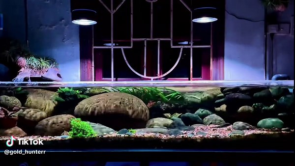 Setup bể Biotope: Combo siêu cuốn cho dân chơi