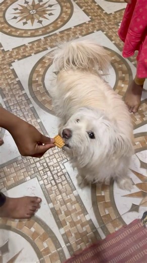 cute puppies adorable video #puppy #cute #cutedog #dog #shorts