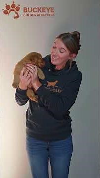 Noel - 3 - AKC Dark Red American Golden Retriever Puppy | Buckeye Golden Retrievers