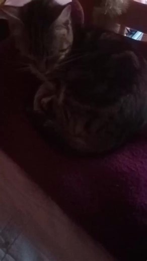 kitty_Teddy on TikTok