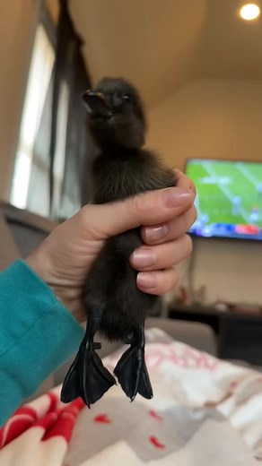 Meet Daffy: All Grown Up | Funny Duck Compilation