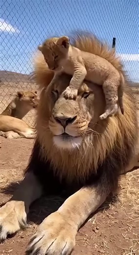 Funny Lion Cub Prank Compilation
