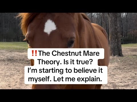 Is it true what they say about Chestnut Mares? Is the chestnut mare theory a horse fact? #horses